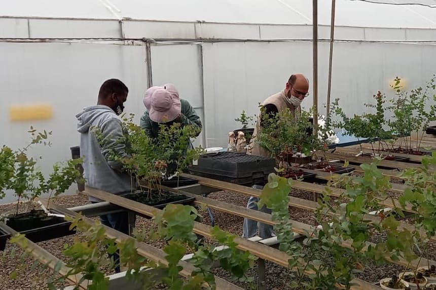 FABI and SAPPI partner for <i>Phytophthora</i> trials