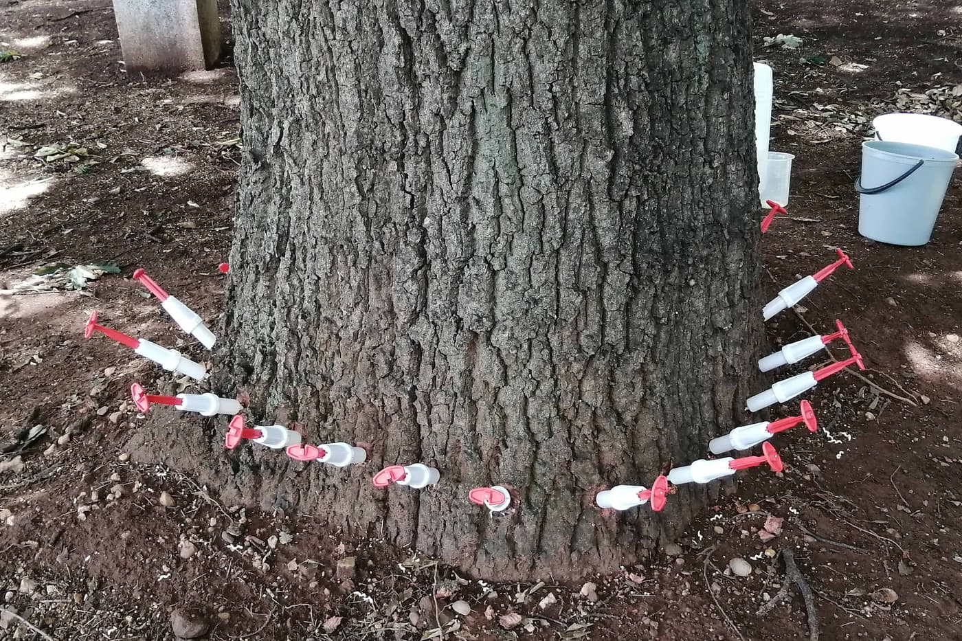 University of Pretoria protects trees against PSHB infestation