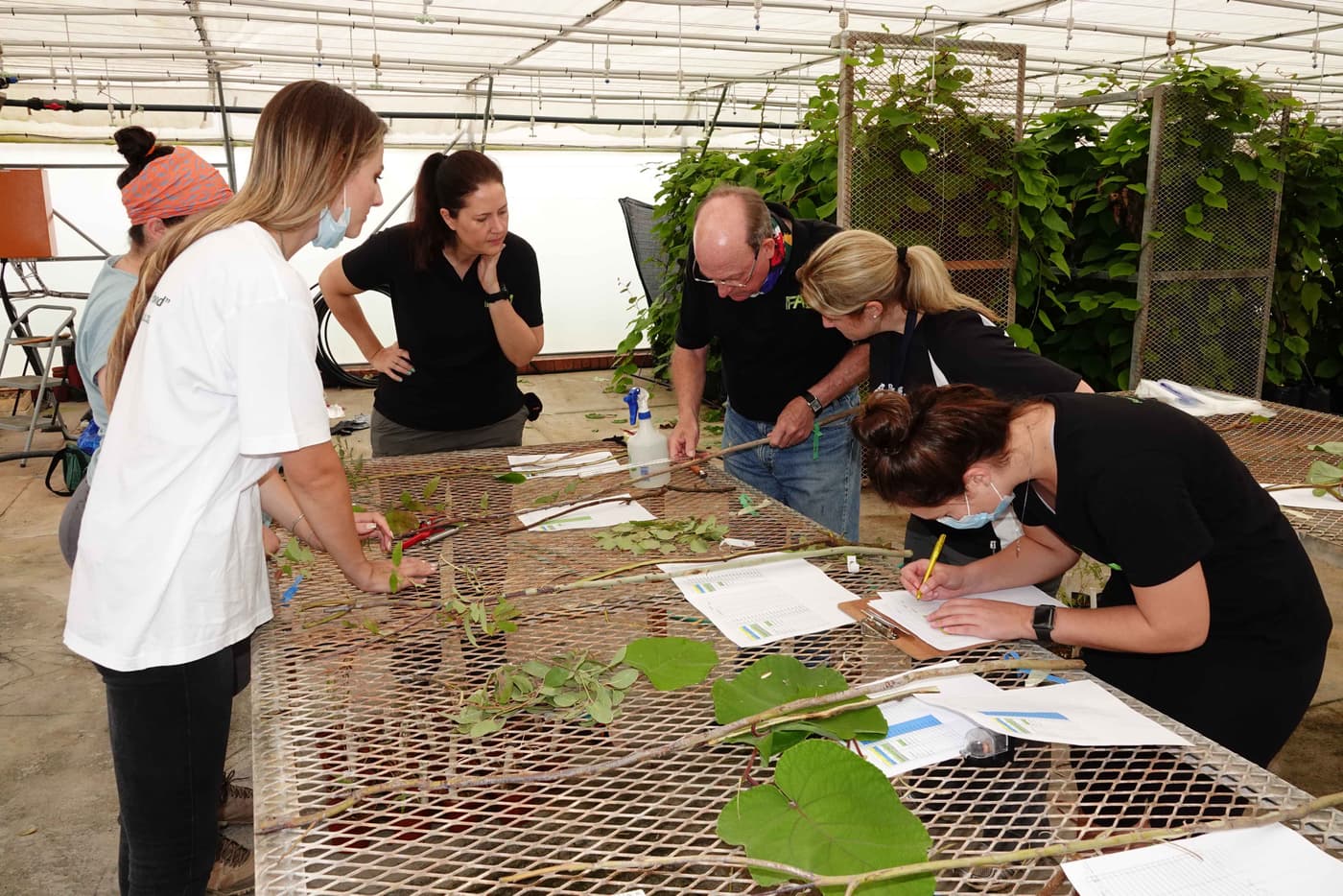 In pursuit of tolerance to Ceratocystis wilt on Kiwi