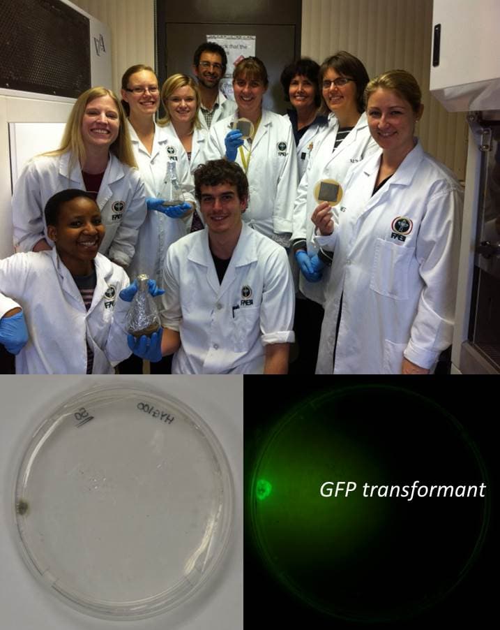 MPPI and CFPRG host Cercospora transformation workshop