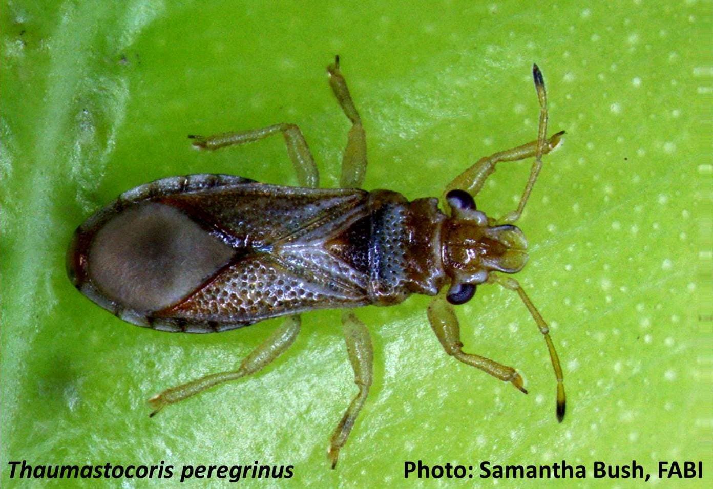 Celebrating one year in the Biocontrol efforts of the bronze bug