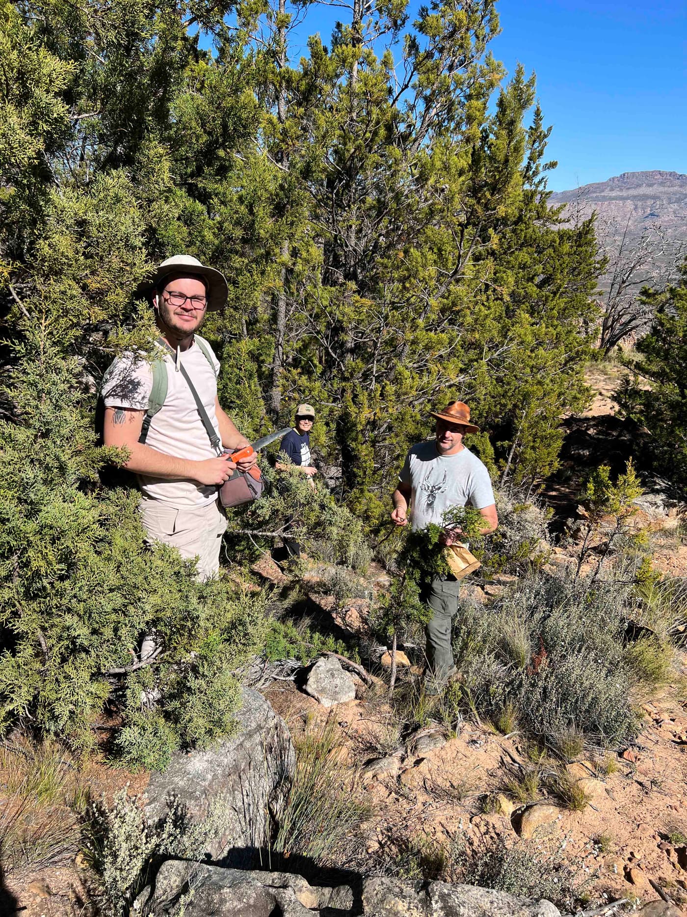 FABI tree-health sleuths explore the Cederberg