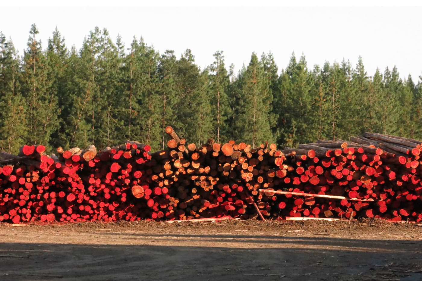 South African State of the Forest Report published