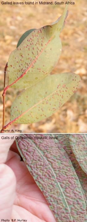 New pest of <i>Eucalyptus</i> detected in South Africa