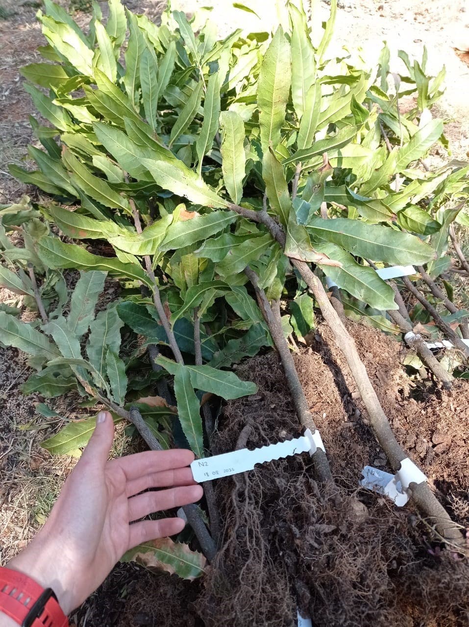 Macadamia spring planting!