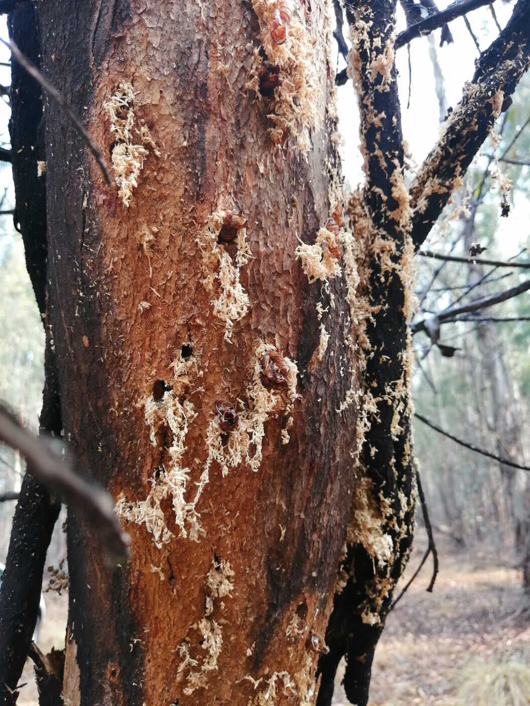 An international team behind a FABI-industry forest pest mating disruption trial