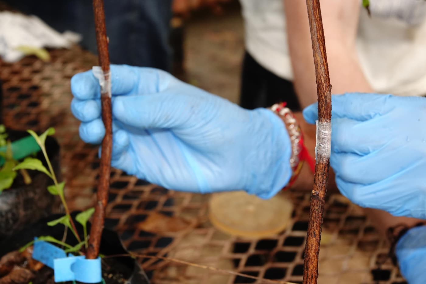 EPPI team undertakes a greenhouse inoculation trial