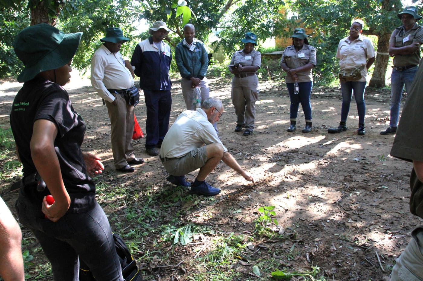 Monitoring PSHB infestations in Pecan nut orchards