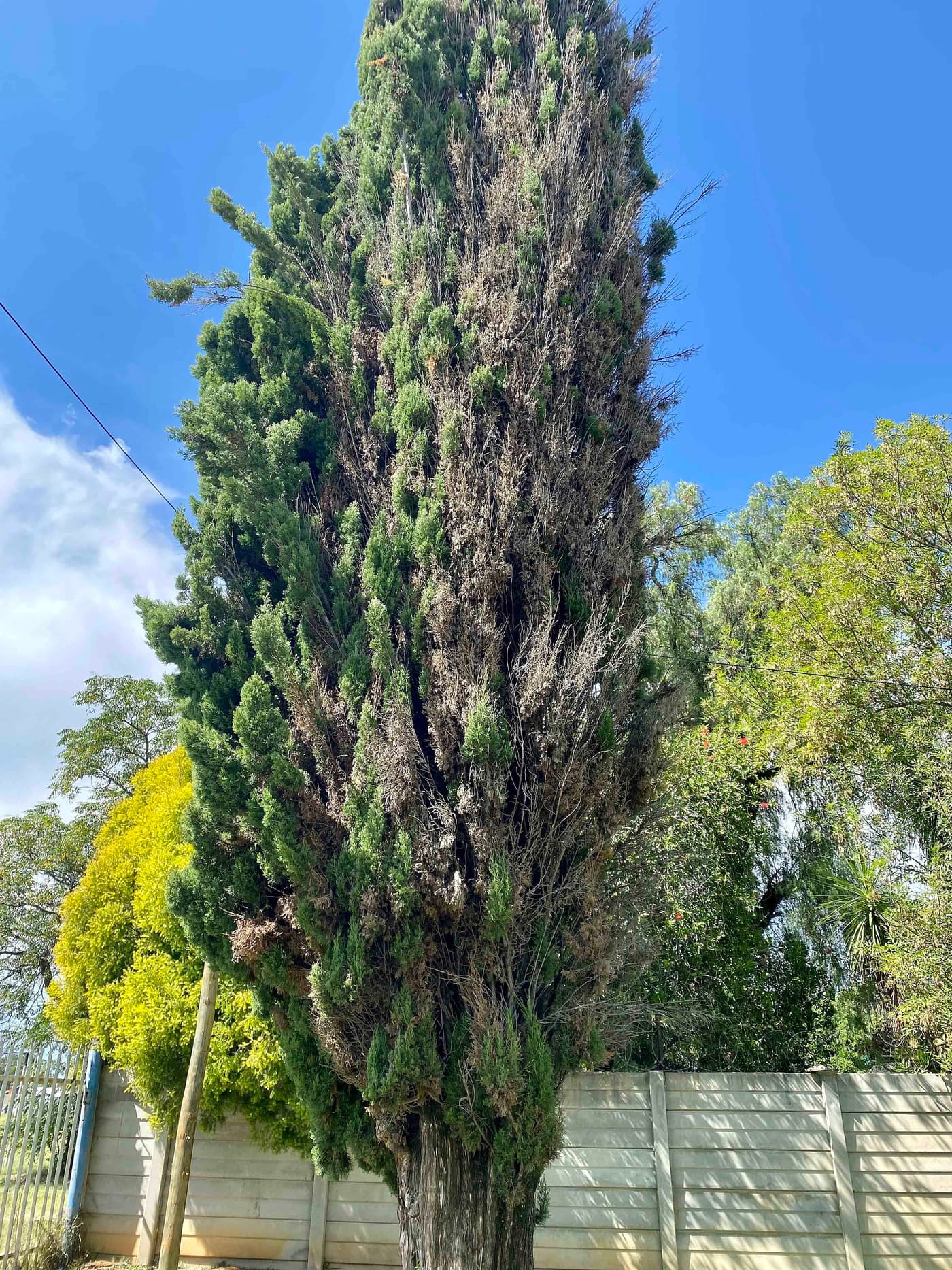 FABIan samples dying cypress trees in Welkom
