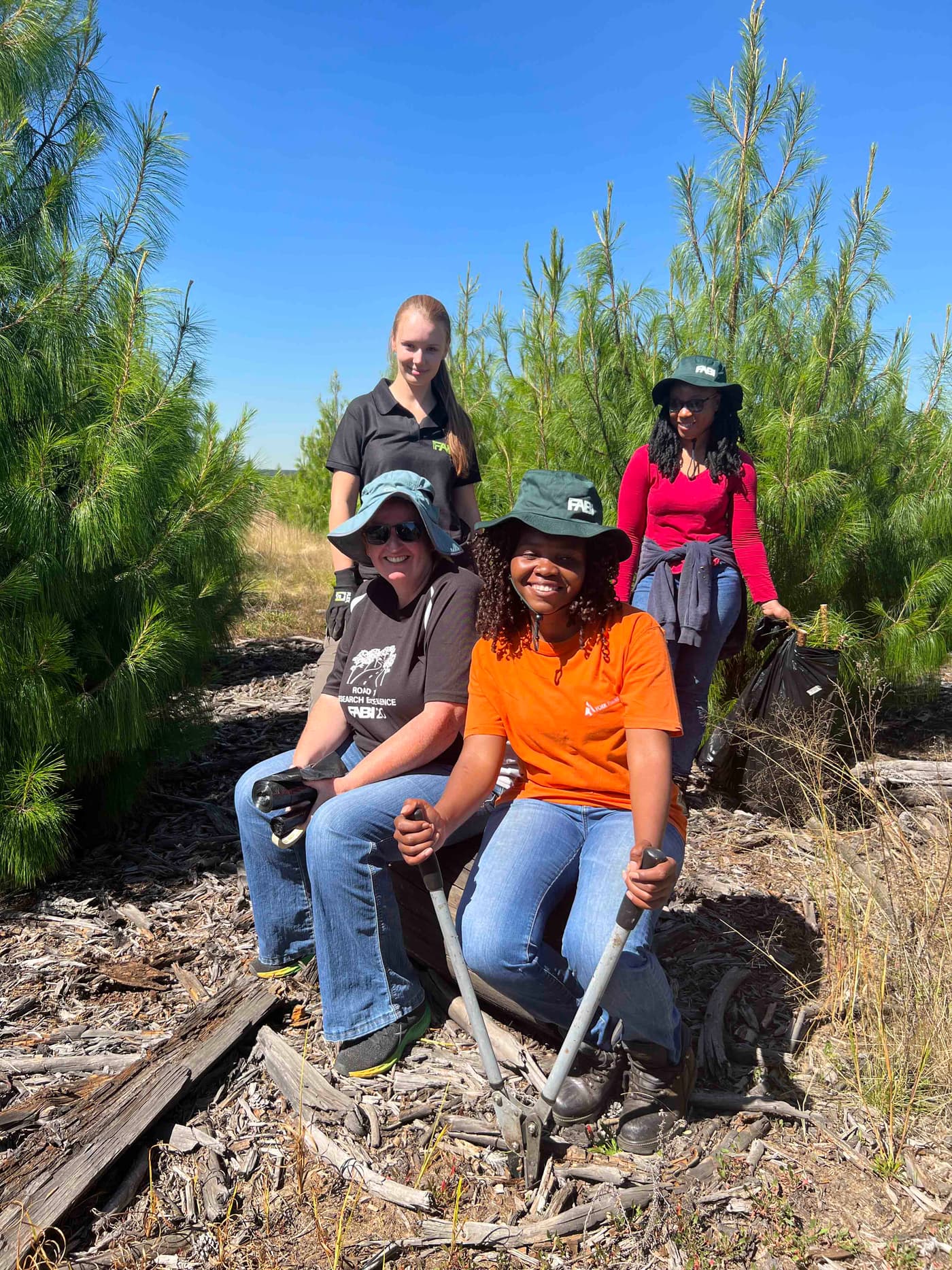 Pines for Pitch canker screening