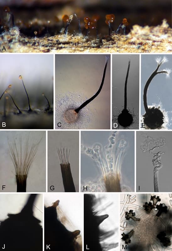 FABIans revise Ceratocystis, a genus of important tree pathogens