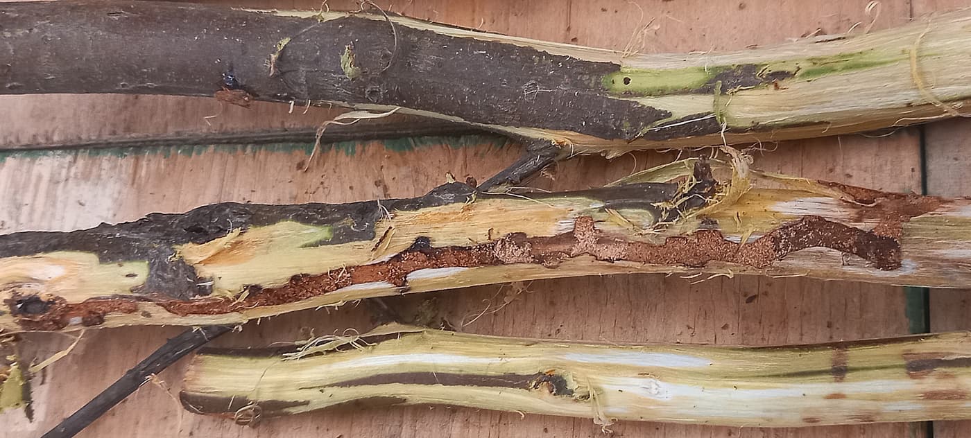 Two new Wattle pests detected