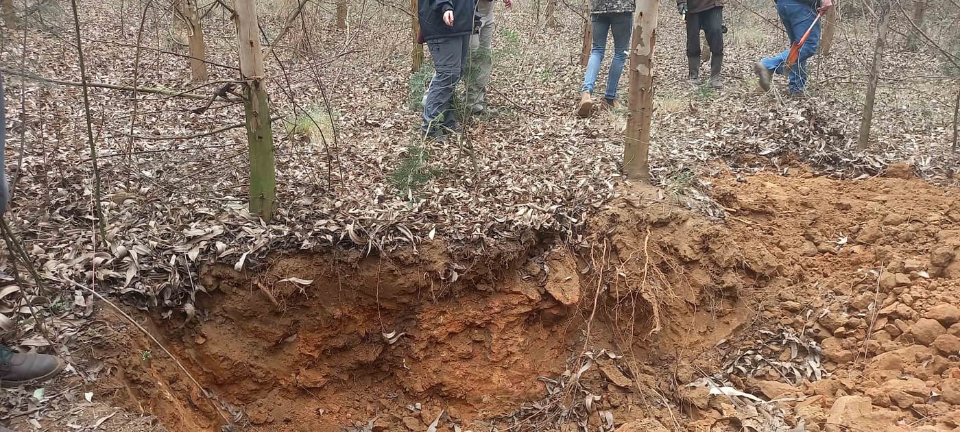 Assisting the investigation into declining <I>Eucalyptus</I> clones in Mpumalanga
