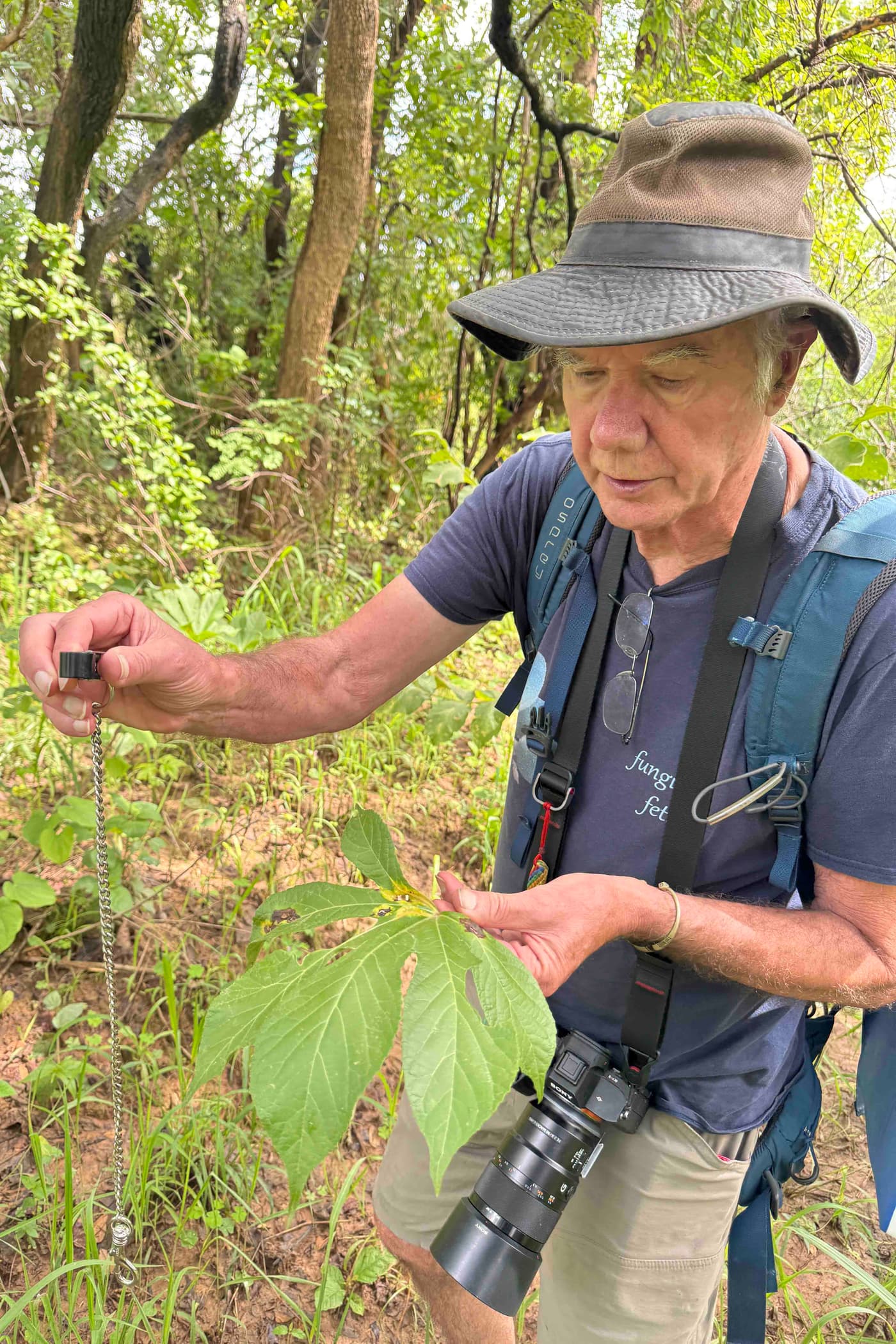 FABI exposed to fabulous fungi of northern Zambia