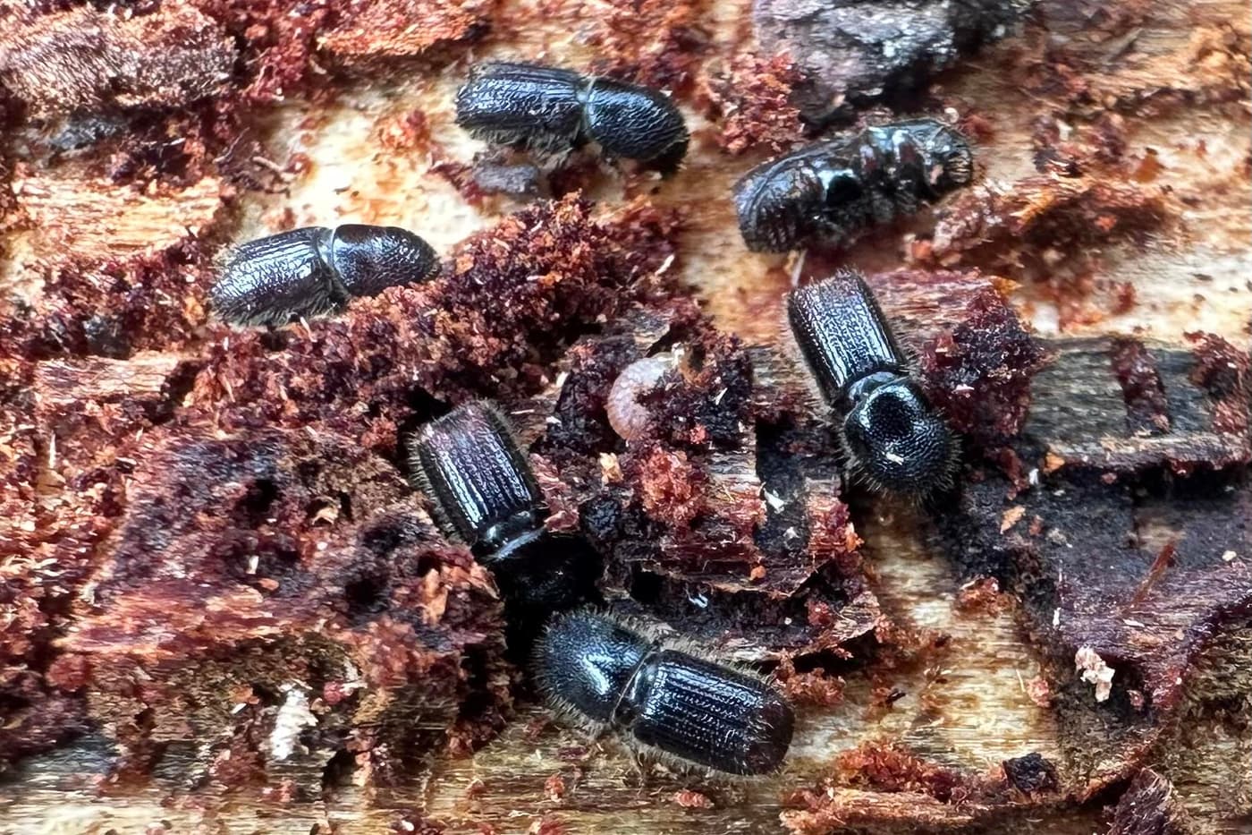 FABI researchers study and compare Croatian and South African bark beetle fungi
