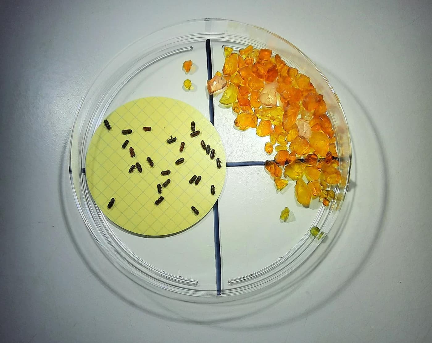FABI researchers study fungi associated with pine bark beetles in South Africa