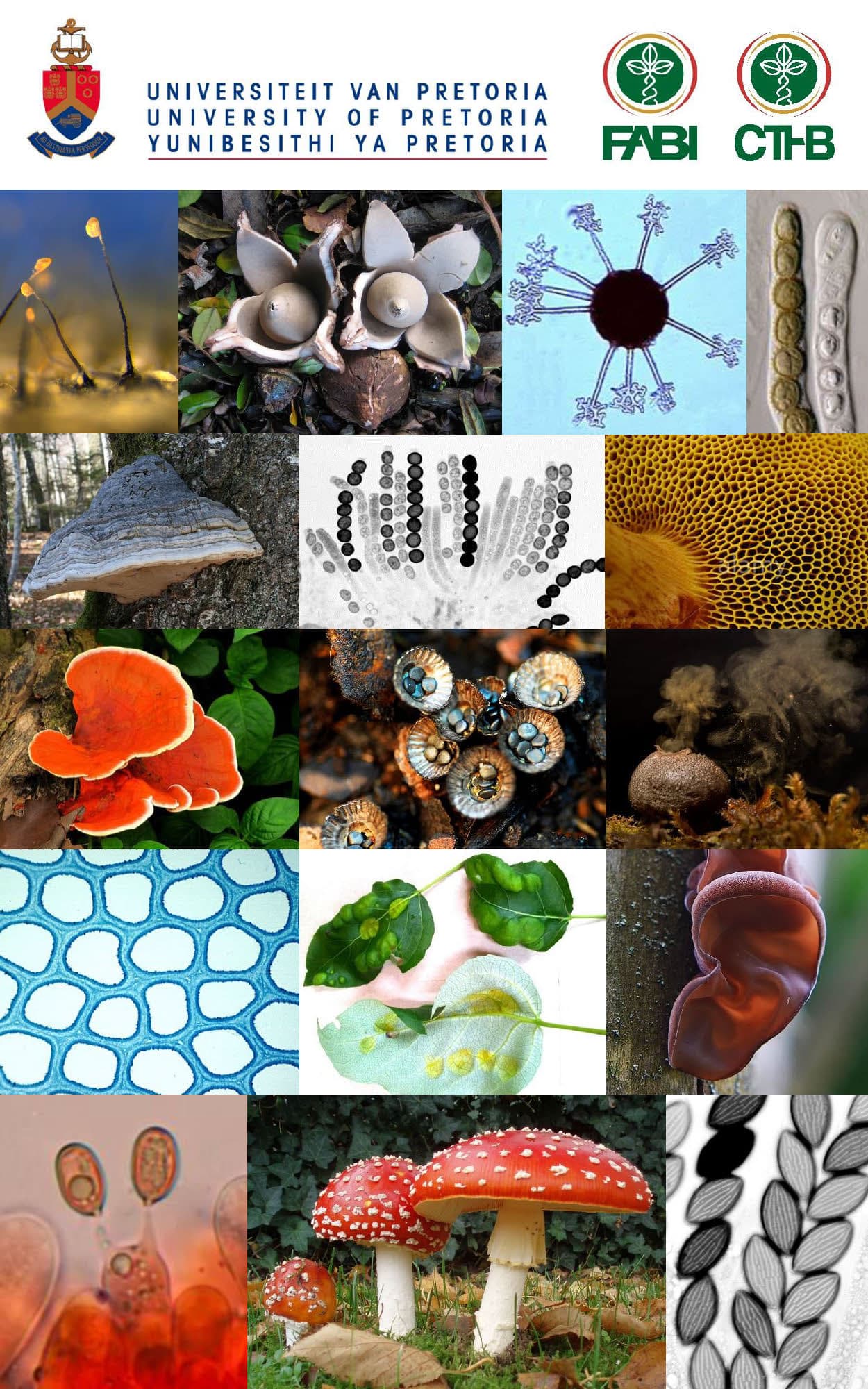 Postdoc available on macroecology of fungal diversity