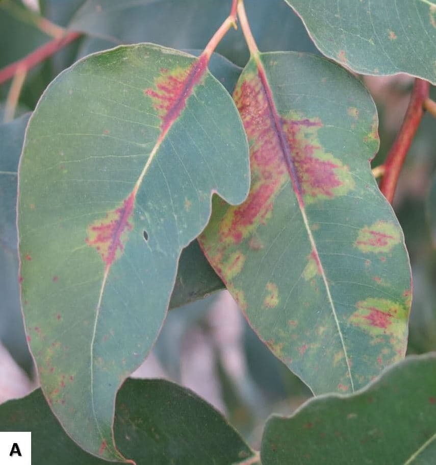 New report of a serious fungal pathogen on <i>Eucalyptus</i> in SA