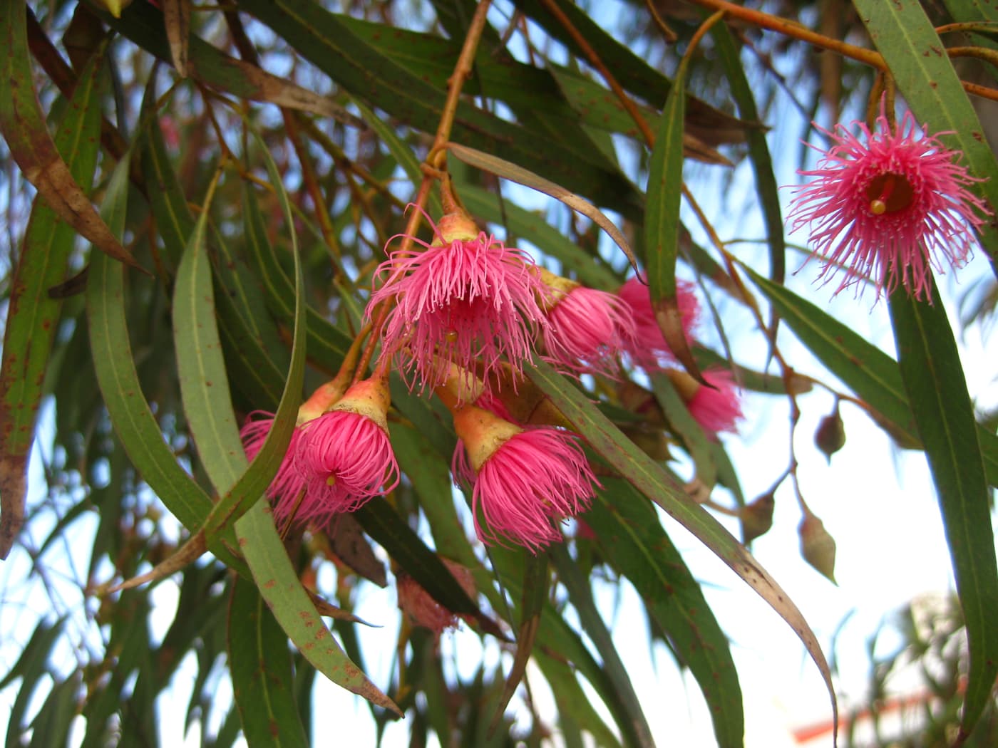 Six FABIans participate in the 20th Australasian Plant Pathology Society conference