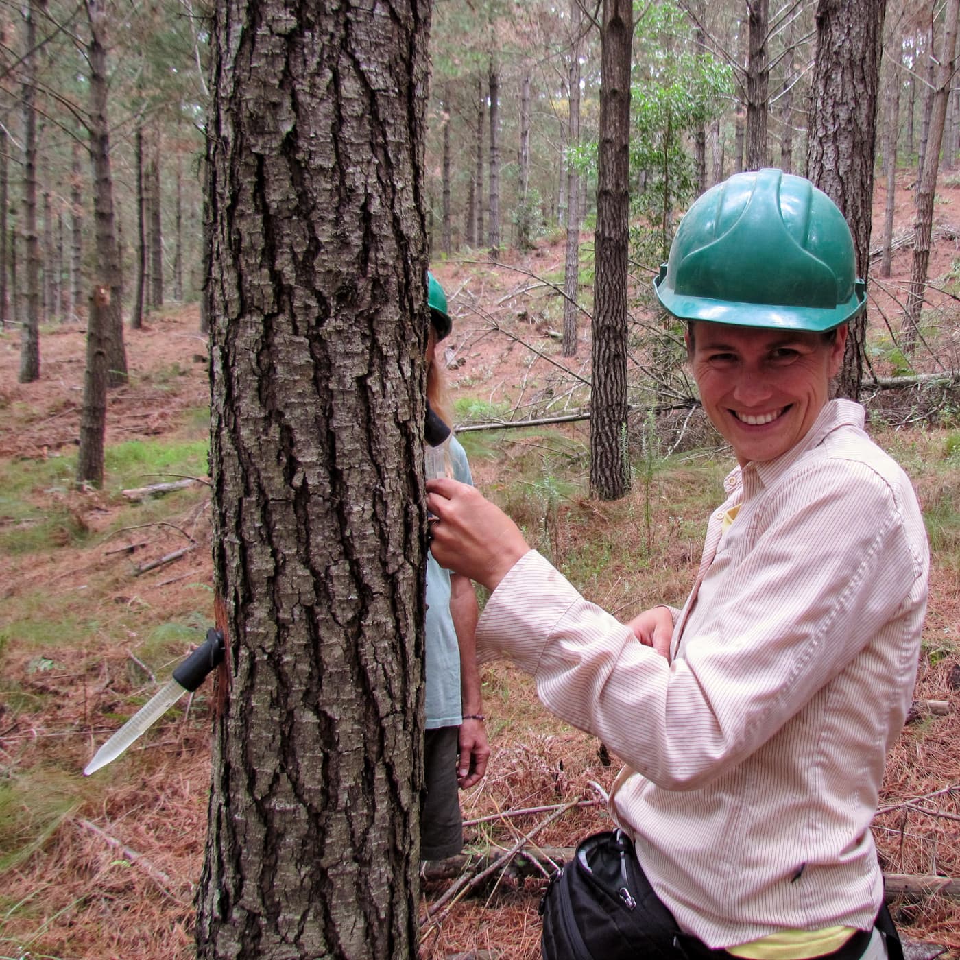Visiting collaborator delivers talk on Sirex invasions