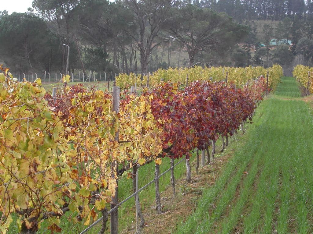 FABI Researcher instrumental in wining the fight against grapevine leafroll disease