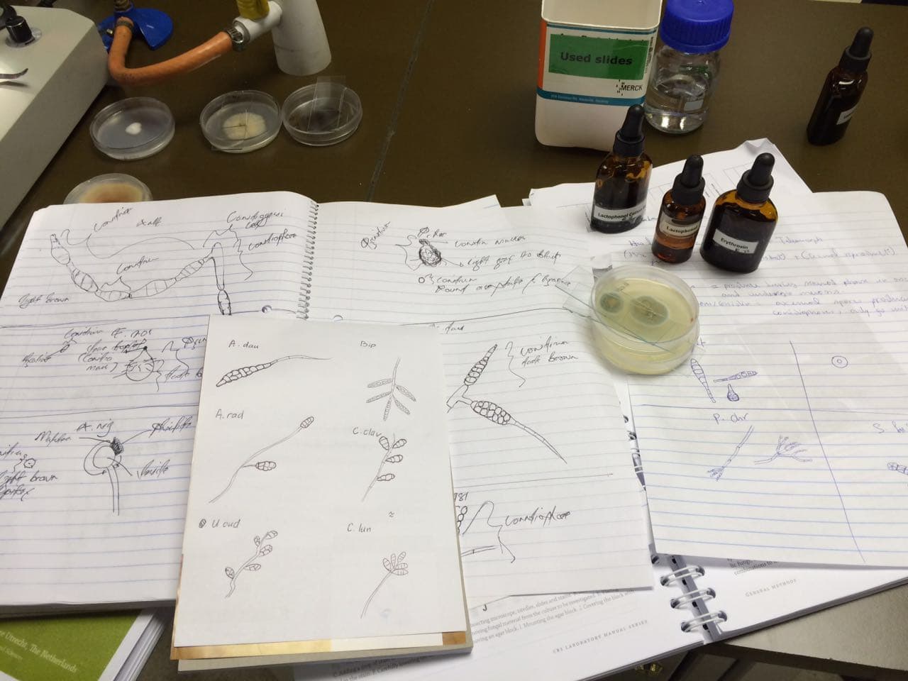 Mycology workshop in FABI a great success