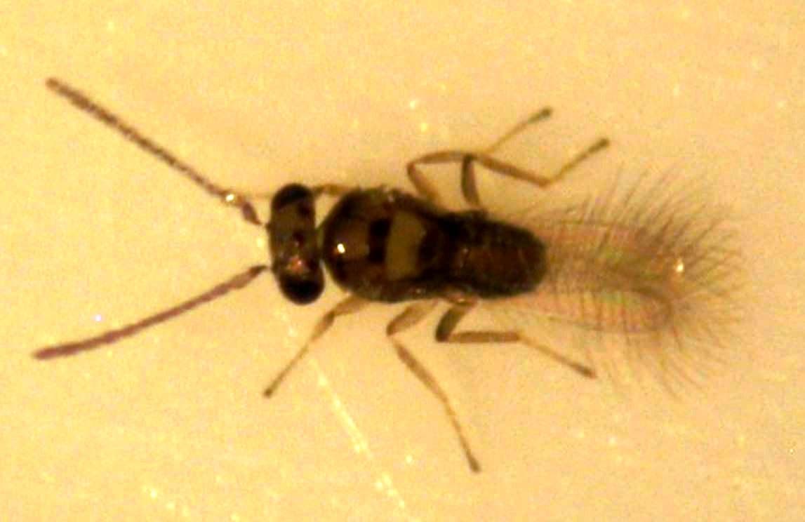Breaking news: Biological control agent for <i>Thaumastocoris peregrinus</i> to be released in South Africa