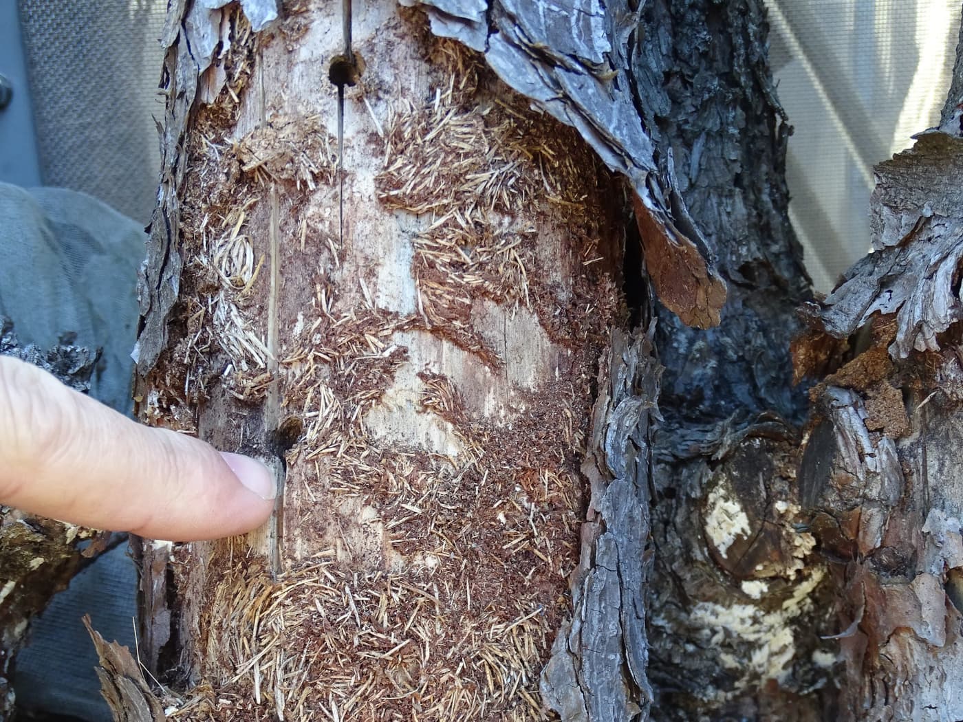 Growing collaborations between FABI and Japanese Forest and Forest Products Research Institute