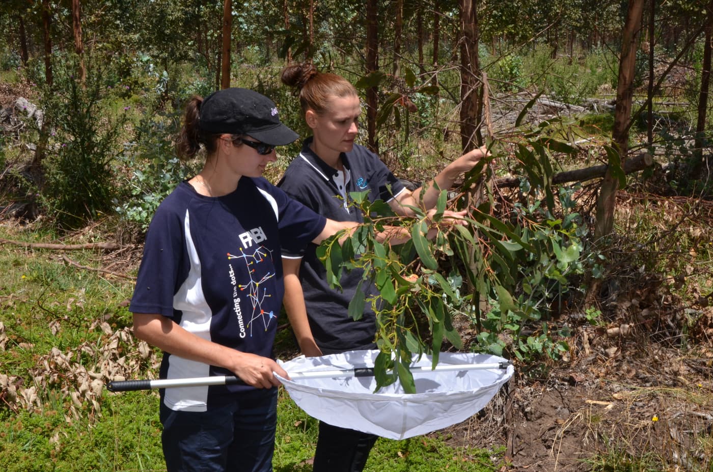 FABI Postdoctoral Fellow hunting biocontrol agents Down Under