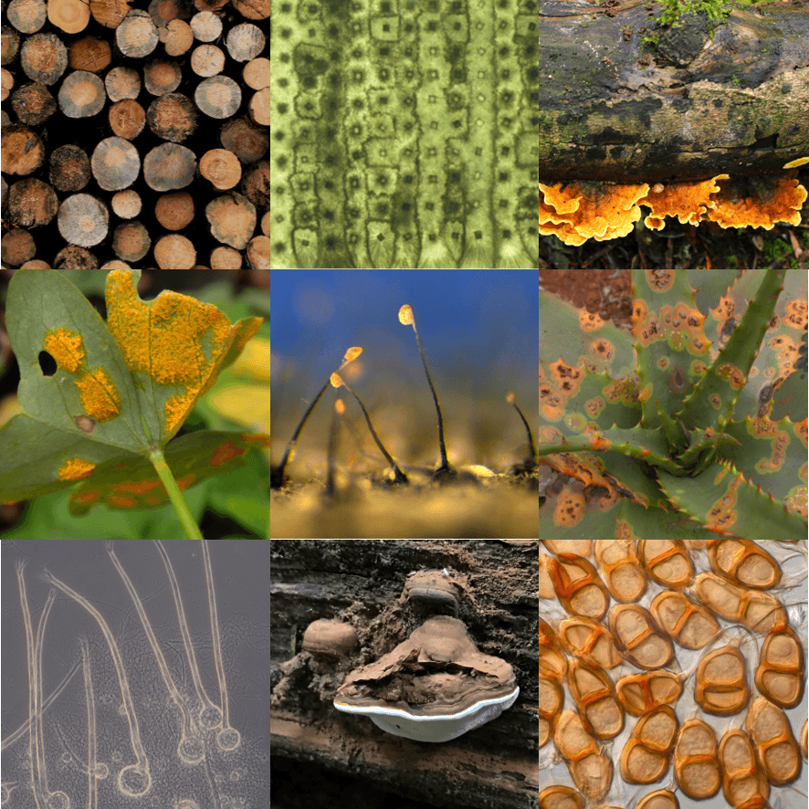 UP researchers on top of the world over fungi research