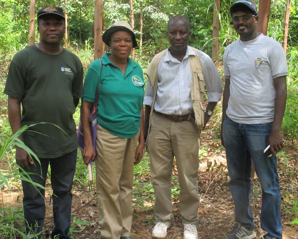 Eucalypt insect pest survey in Ghana and Sierra Leone