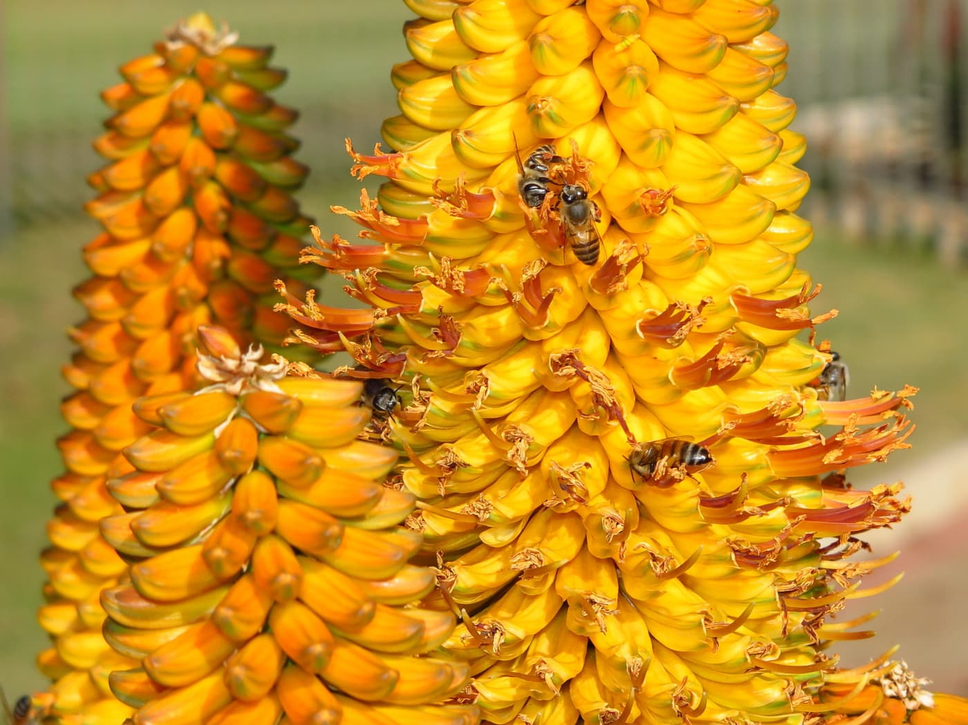 FABIans take in spectacle of aloes in full bloom