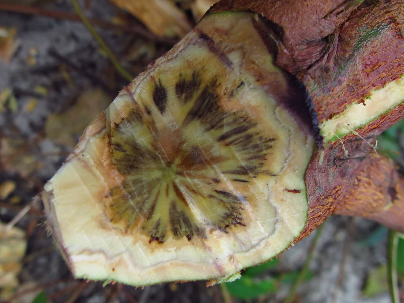 Field visit to inspect Ceratocystis infected Eucalyptus