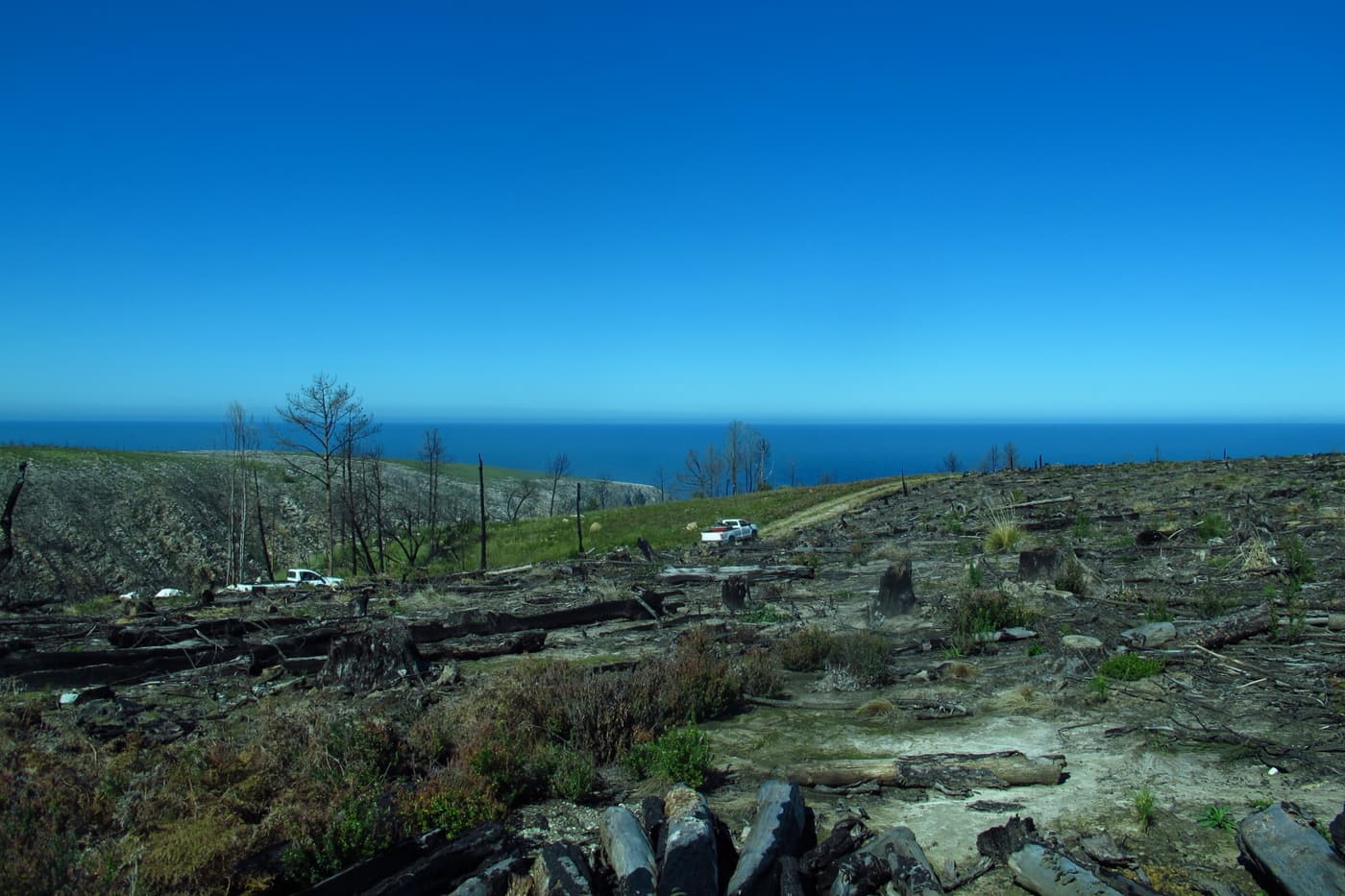 Blue skies and burnt trees