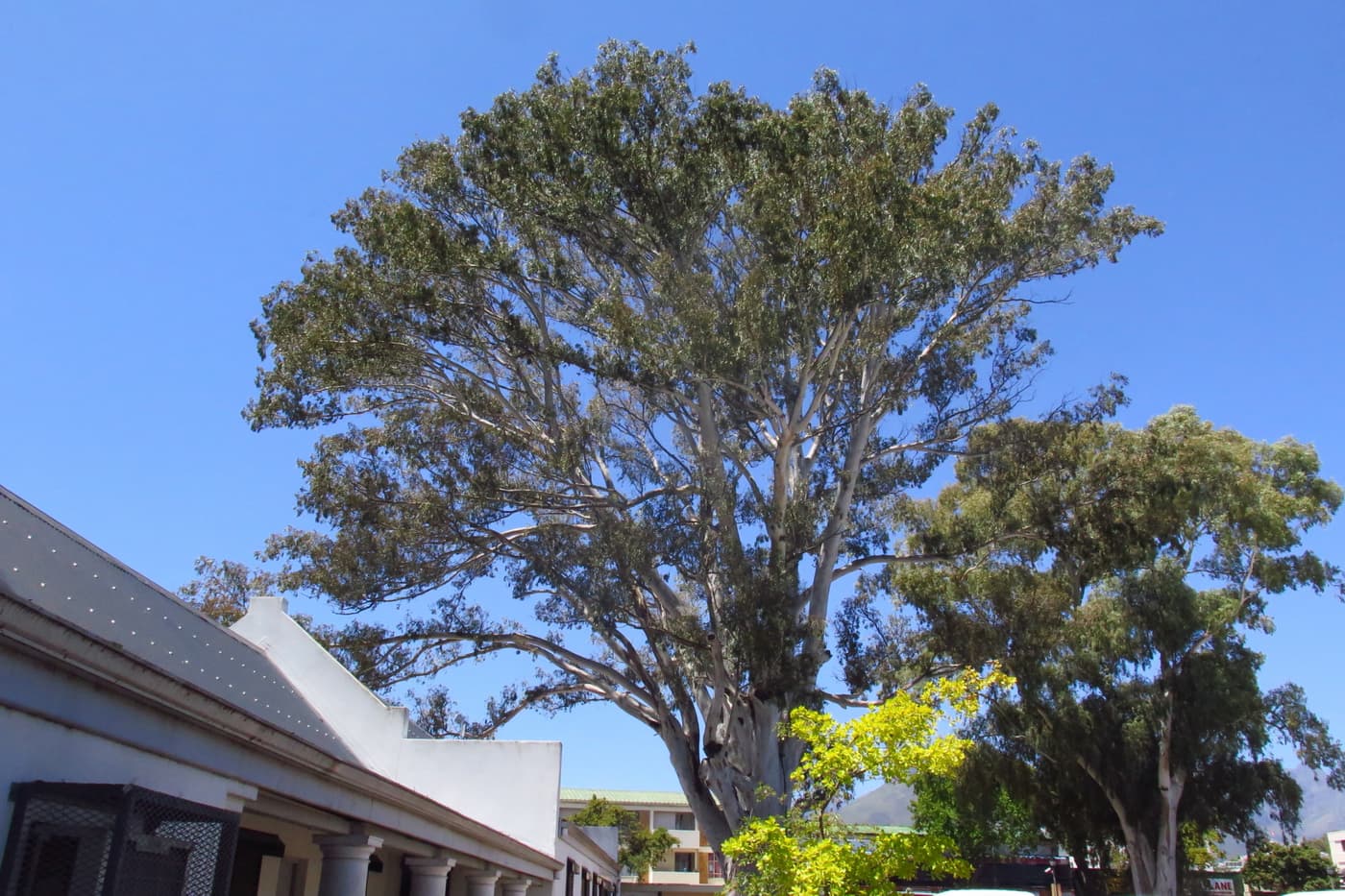 Scouting for eucalyptus pests on the Cape Peninsula