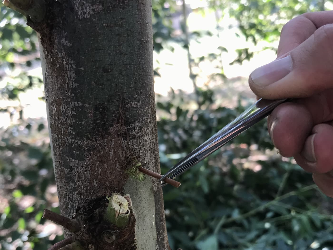 PSHB fungus tested for pathogenicity on commercial forest trees