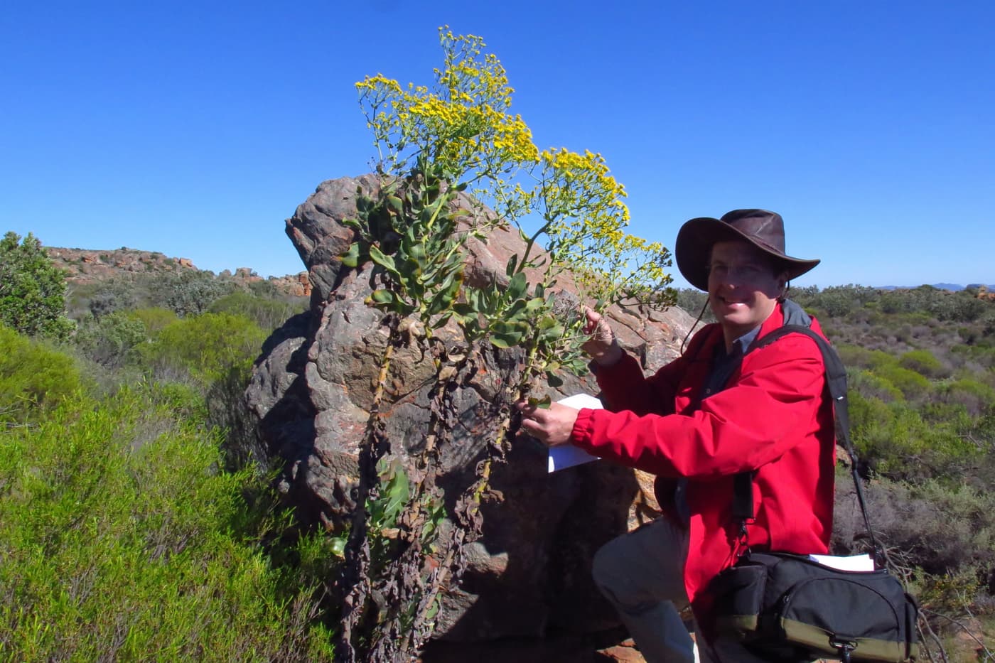 FABI considers dying trees and fungal biodiversity in Namaqualand