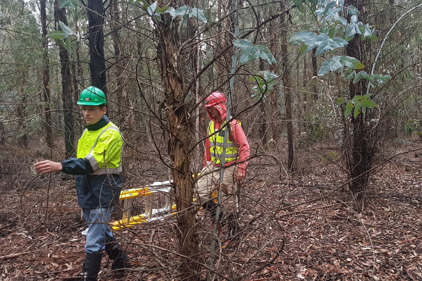 FABI chemical ecology field trials planned for 2019 and 2020