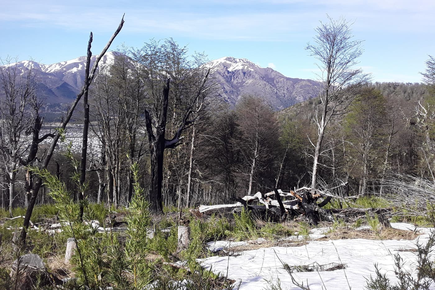 Tree planting to restore the native Patagonian forest