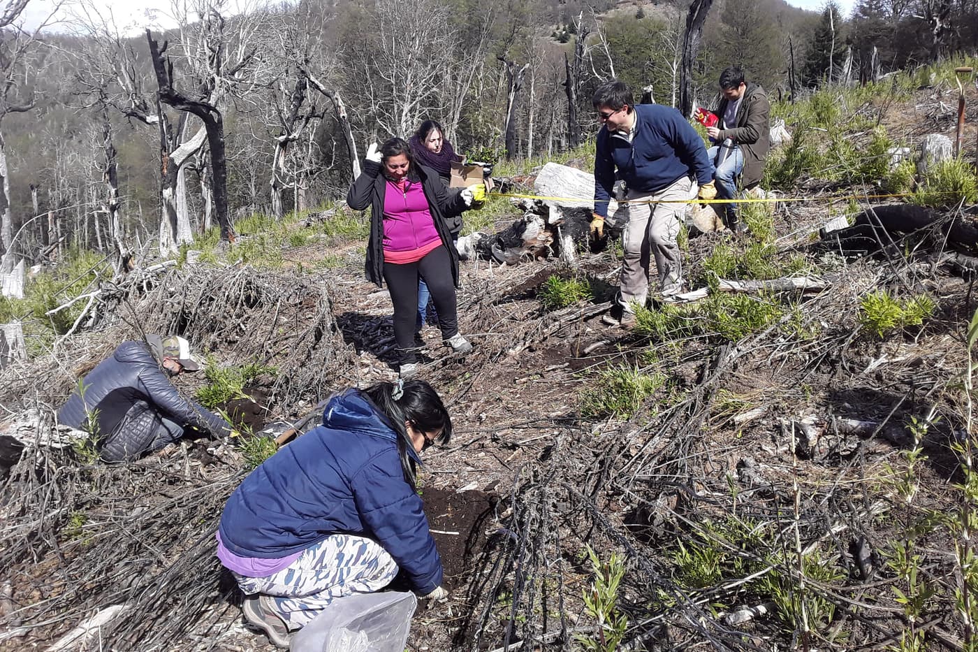 Tree planting to restore the native Patagonian forest