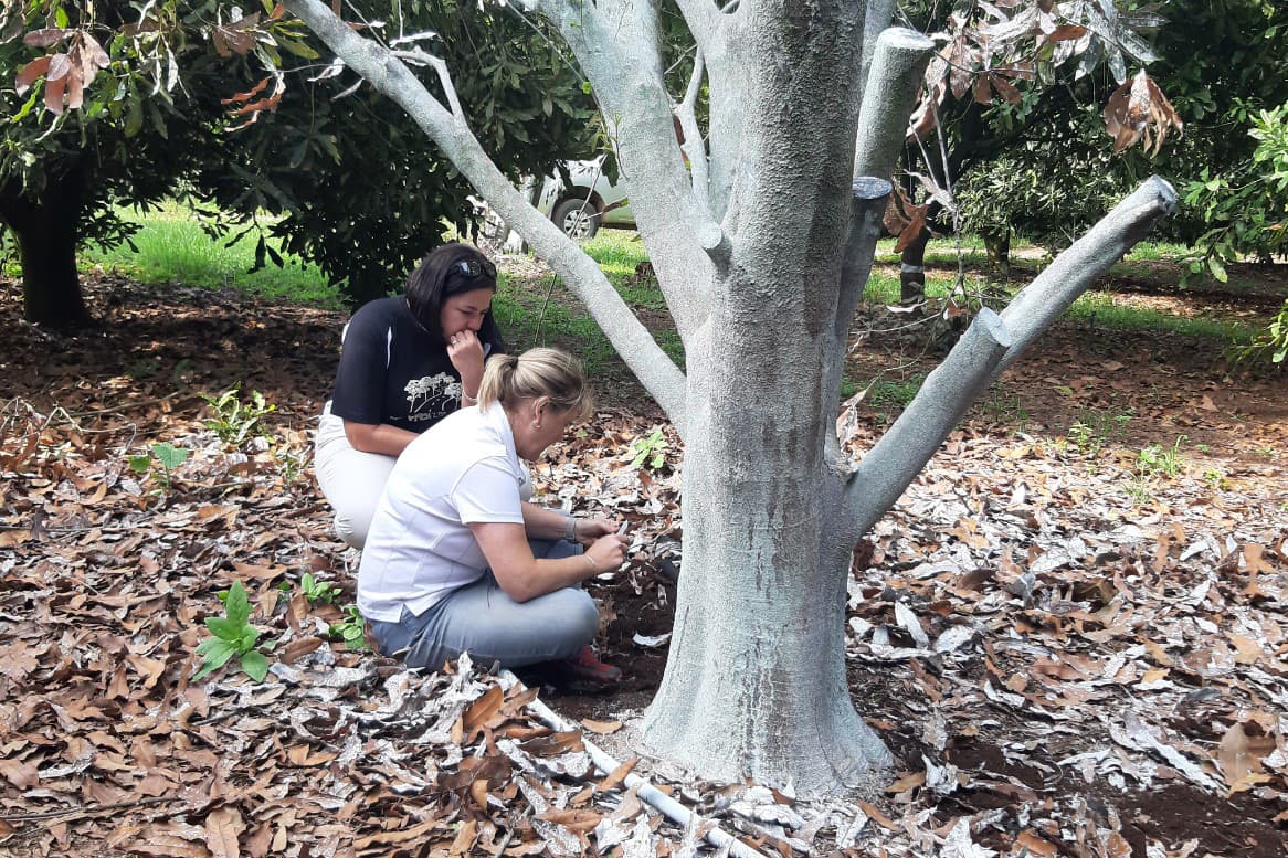 The Macadamia Protection Programme’s first survey for 2020