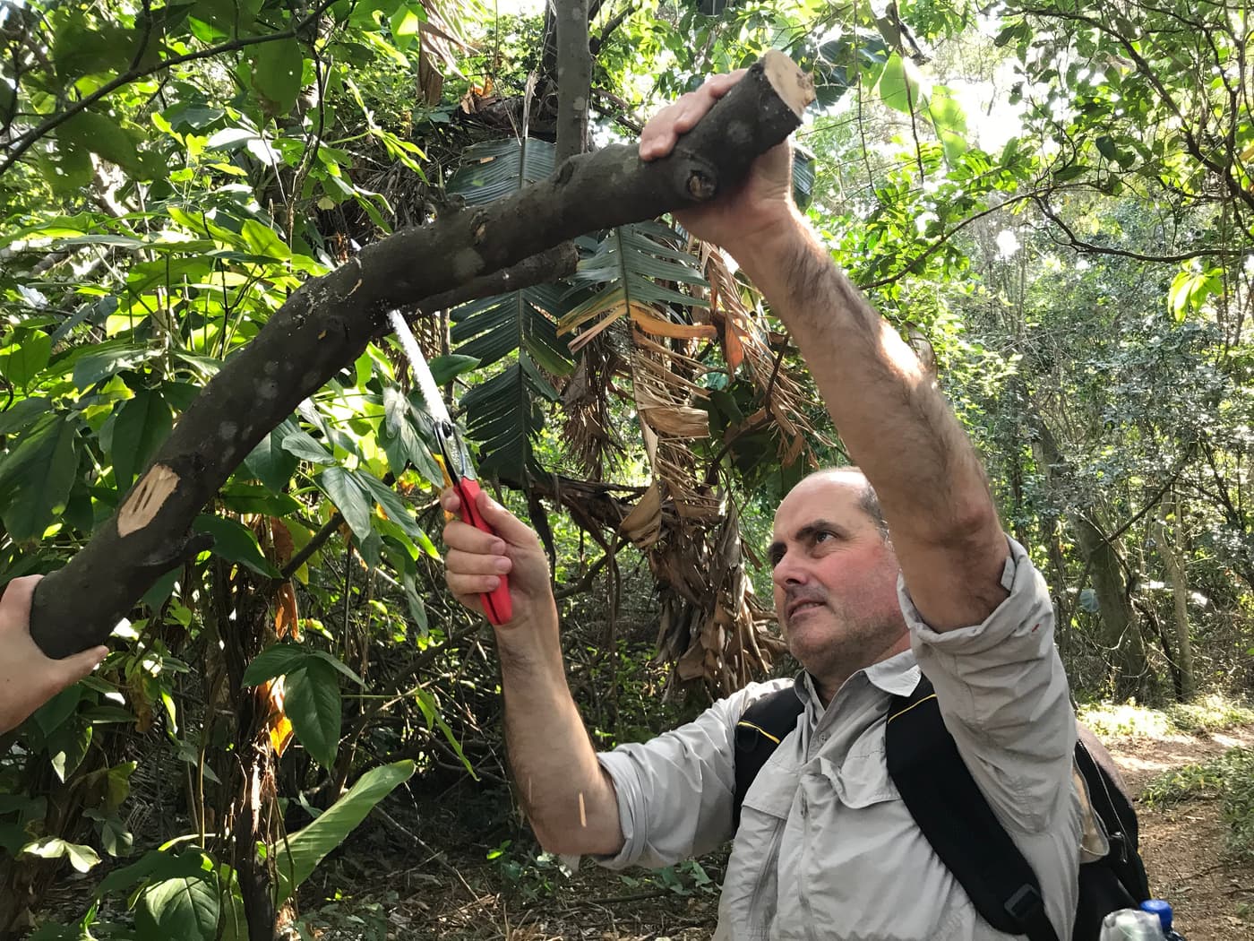 FABIans in the news: Two articles in Wood Southern Africa & Timber Times highlight the work done by the PSHB Research Ne