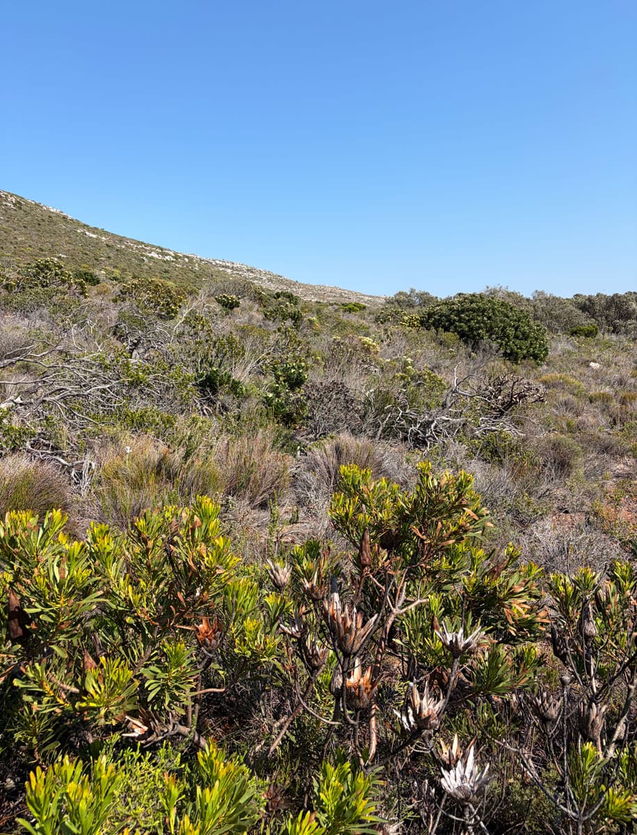 Phytophthora field visit
