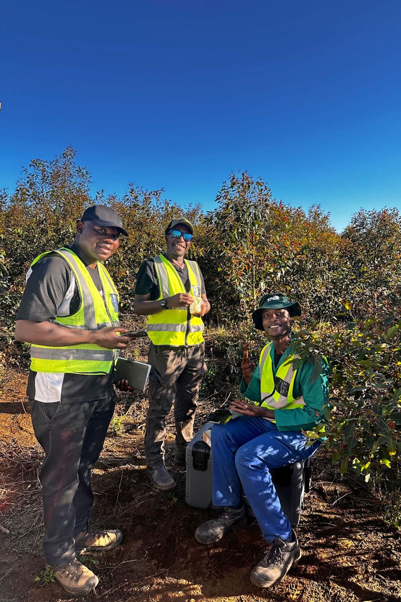 Dr Privilege Makunde, Mandlenkosi Dube and Innocent Rakubu in a *Eucalyptus* plantation