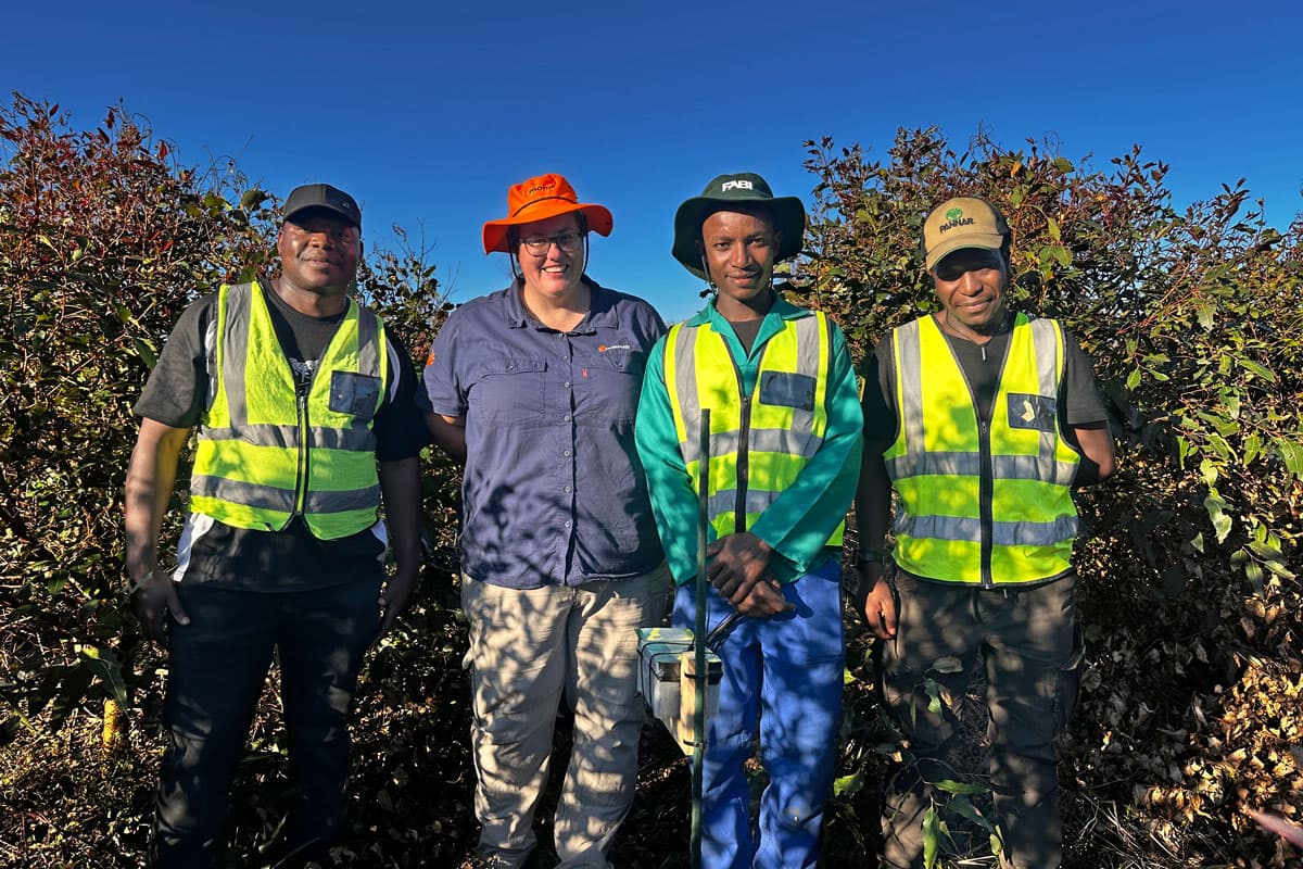 Dr Privilege Makunde, Izette Greyling, Innocent Rakubu and Mandlenkosi Dube in a Mondi 8Eucalyptus* plantation
