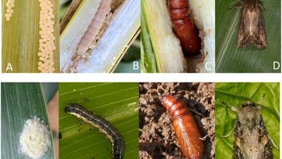 Smallholder farmers’ knowledge, perception and management of Spodoptera frugiperda (Lepidoptera: Noctuidae) on Zea mays at irrigation schemes in Limpopo province, South Africa