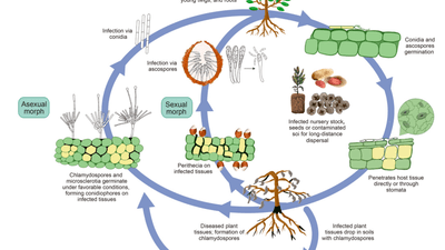 Taxonomy, distribution and dispersal of Calonectria species: Important pathogens of forestry, agricultural and horticultural crops