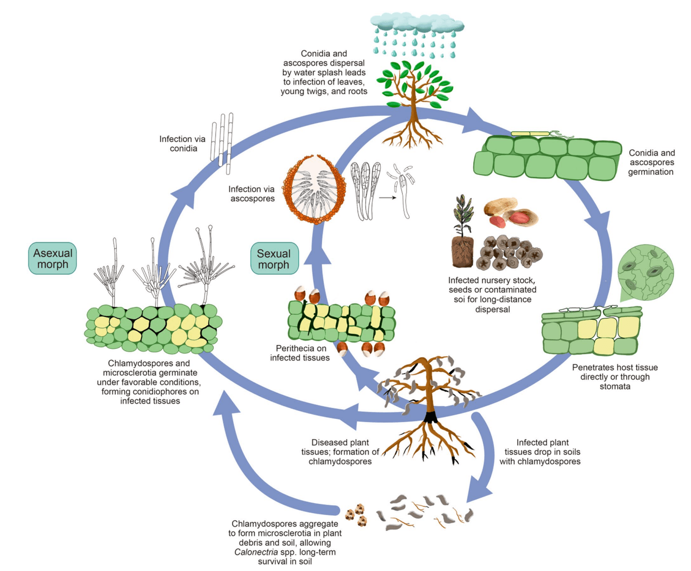 General life cycle of Calonectria spp