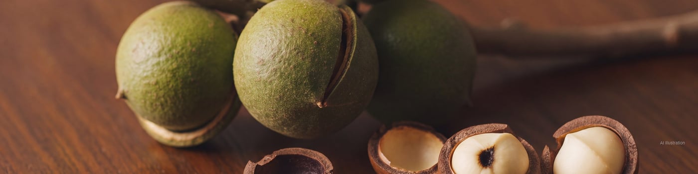 Macadamia nuts in green husks on a branch and several cracked shells showing cream kernels, one nut with a stink-bug puncture mark (illustration)
