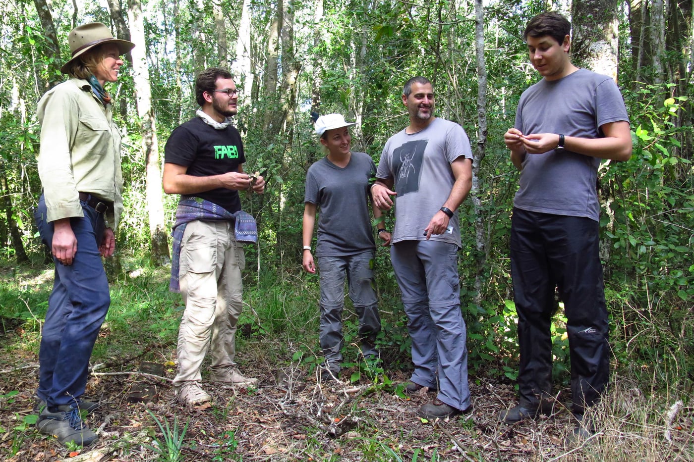 FABI research on tree fern death continues